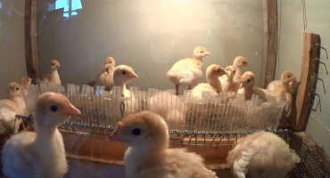 Co dělat, když se krůty navzájem koušou, dokud nevykrvácí?